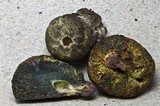 Gymnogaster boletoides image