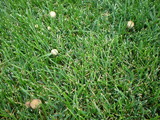 Panaeolus subbalteatus image