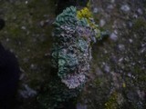 Physcia aipolia image