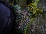 Physcia aipolia image