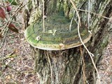 Phellinus robiniae image