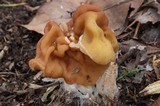Gyromitra korfii image