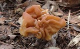 Gyromitra korfii image