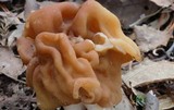 Gyromitra korfii image