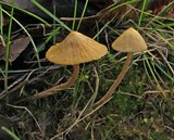 Galerina dimorphocystis image