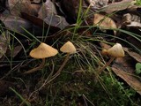 Galerina dimorphocystis image