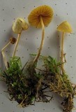 Galerina dimorphocystis image