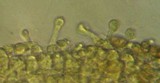 Galerina dimorphocystis image