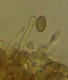 Galerina dimorphocystis image