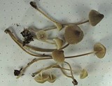 Mycena metata image