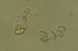 Mycena metata image