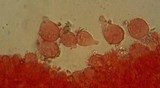 Mycena metata image