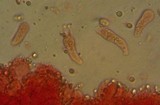 Mycena metata image