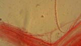 Mycena metata image