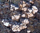 Xylobolus frustulatus image