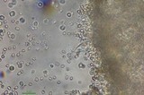 Pluteus primus image