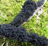 Scorias spongiosa image