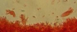Mycena pusilla image