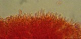 Mycena pusilla image