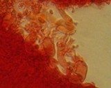 Mycena pusilla image
