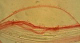 Mycena pusilla image