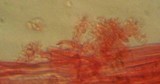 Mycena pusilla image
