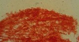 Mycena pusilla image