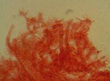 Mycena pusilla image
