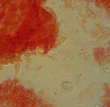 Mycena pusilla image