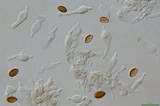 Psilocybe subaeruginosa image