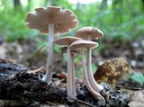 Gymnopus confluens image