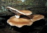 Lentinula boryana image