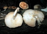 Lentinula boryana image