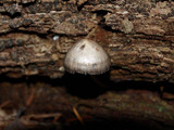 Mycena abramsii image
