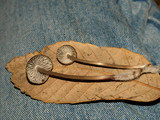 Mycena abramsii image