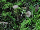 Entoloma holoconiotum image