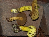 Pulveroboletus ravenelii image