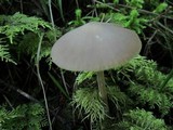 Entoloma holoconiotum image