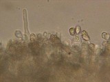 Entoloma holoconiotum image
