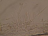Entoloma holoconiotum image