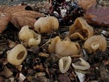 Peziza vesiculosa image