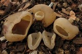 Peziza vesiculosa image