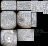 Peziza vesiculosa image