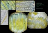 Peziza vesiculosa image