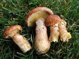 Suillus lakei image