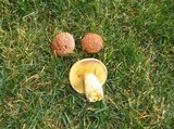 Suillus lakei image