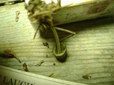 Mycena griseoviridis image