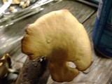 Polyporus leptocephalus image