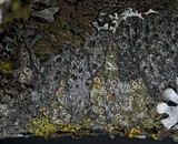 Lecanora chlarotera image