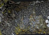 Lecanora chlarotera image